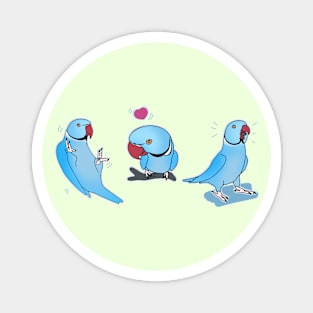 Three Blue indian ringneck doodles Magnet